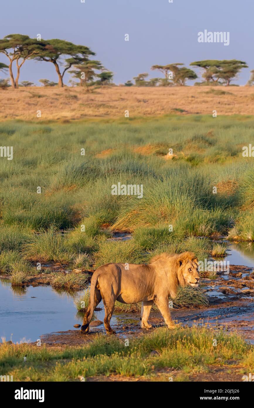 Serengeti plain lion hi-res stock photography and images - Alamy