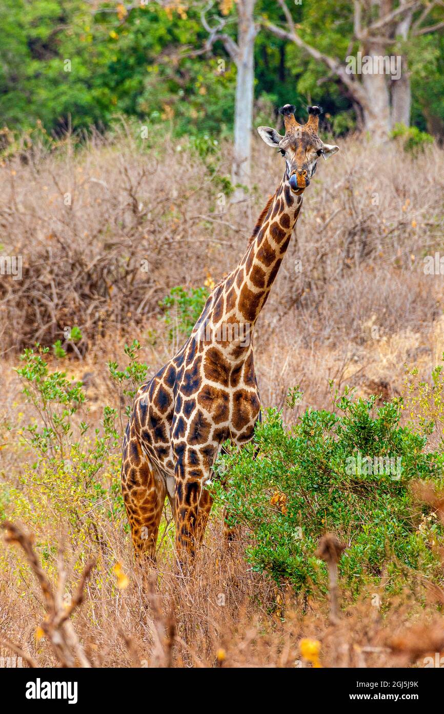A Maasai giraffe looks on as a safari drives by. Stock Photo