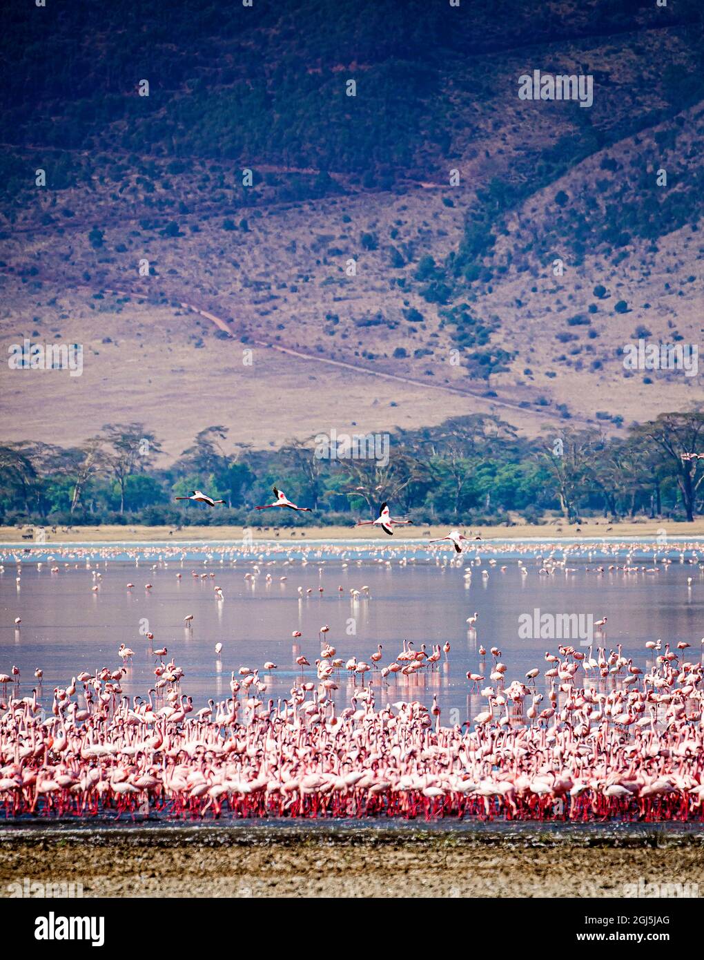 Lesser Flamingos Rest And Feed In Lake Magadi Inside Ngorongoro Crater lesser-flamingos-rest-and-feed-in-lake-magadi-inside-ngorongoro-crater
