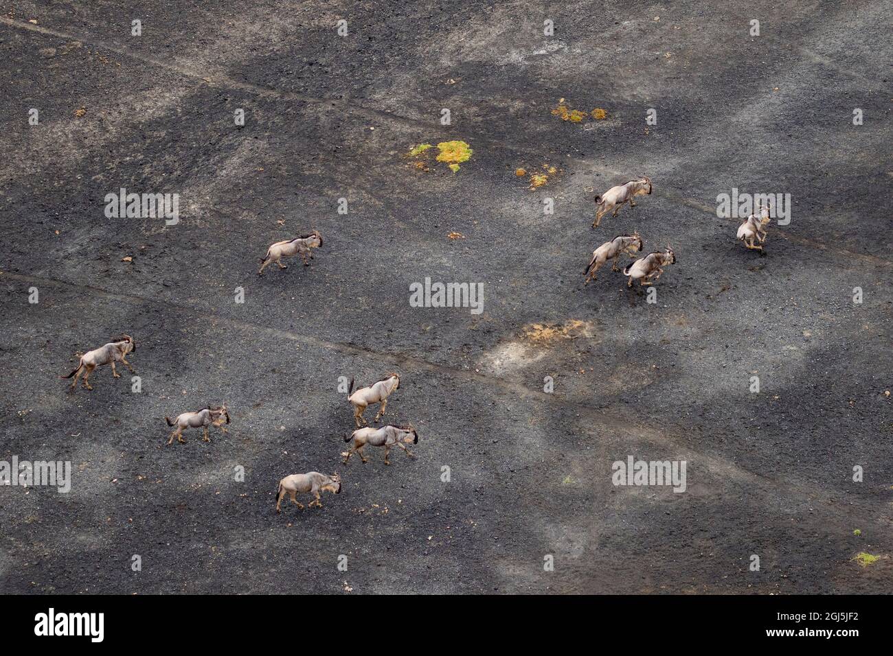 Africa, Tanzania, Aerial view of herd of Wildebeest (Connochaetes taurinus) running across barren slopes of volcano along shore of Lake Natron Stock Photo