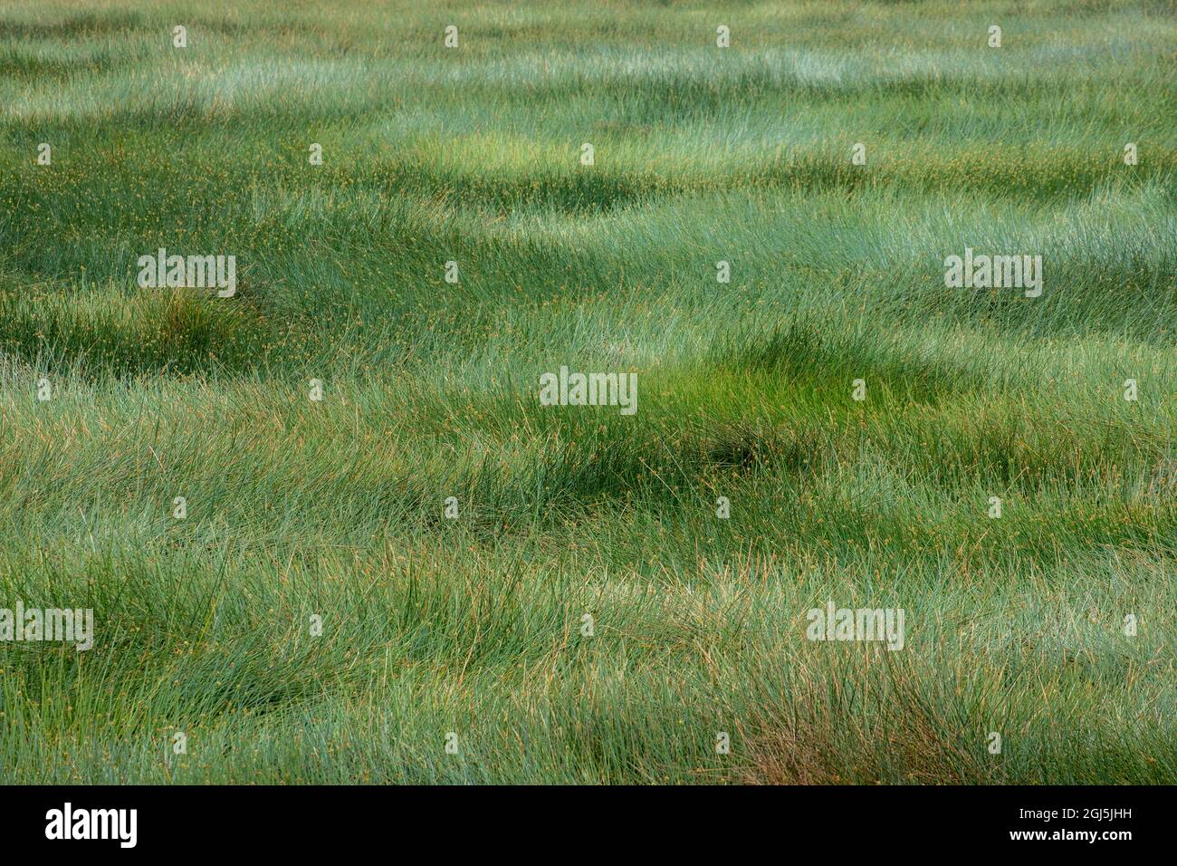 Africa Tanzania Ngorongoro Conservation Area Shimmering Field Of africa-tanzania-ngorongoro-conservation-area-shimmering-field-of