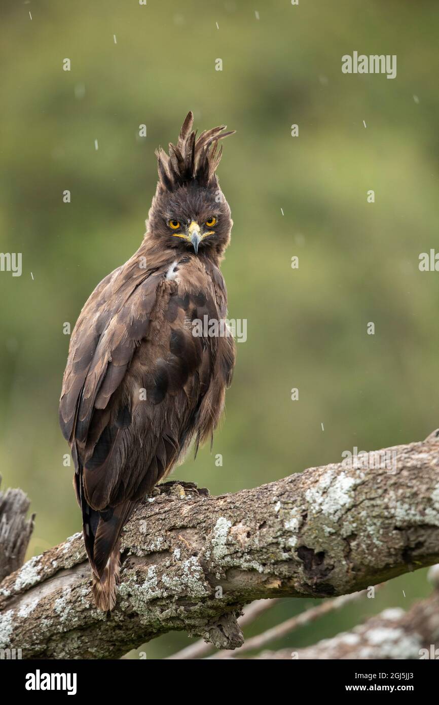 Africa, Tanzania, Ngorongoro Conservation Area, Long- Crested Eagle (Lophaetus occipitalis) stands perched on dead tree branch on Ndutu Plains Stock Photo