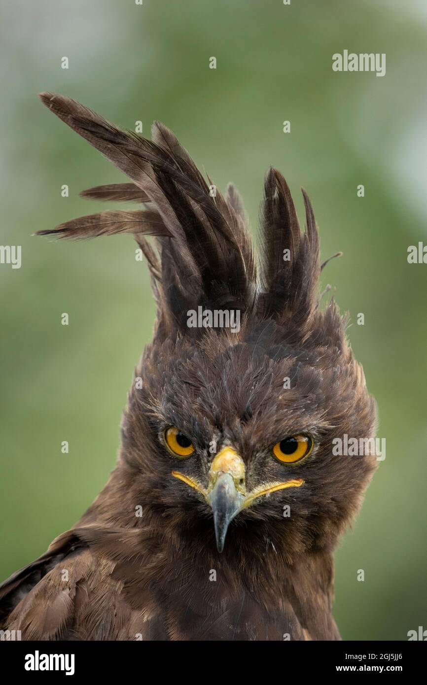 Africa, Tanzania, Ngorongoro Conservation Area, Long- Crested Eagle (Lophaetus occipitalis) stands perched on dead tree branch on Ndutu Plains Stock Photo