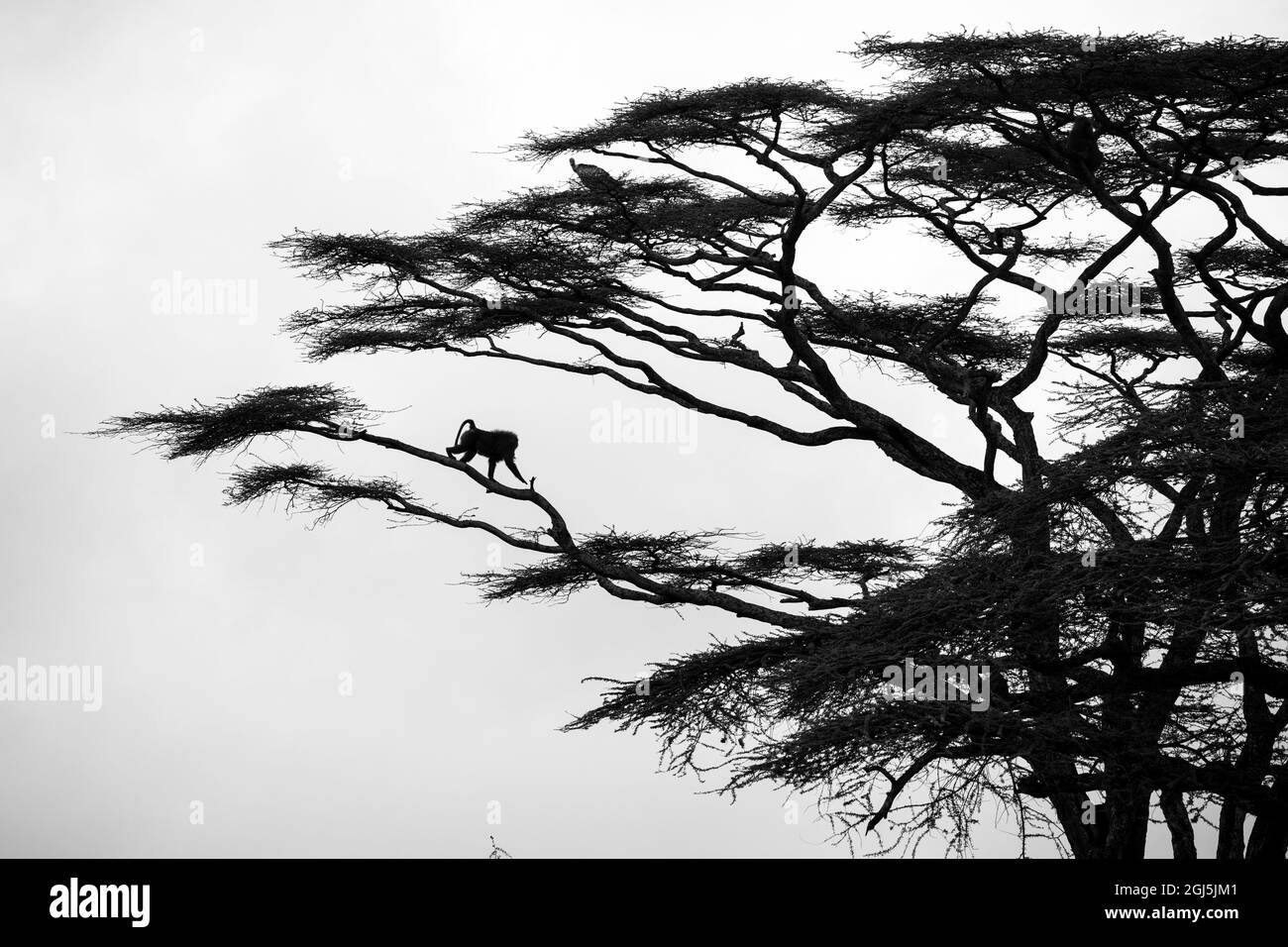 Africa, Tanzania, Ndutu Conservation Area, Adult Male Chacma Baboon (Papio ursinus) climbing down limb of acacia tree along Ndutu Plains Stock Photo