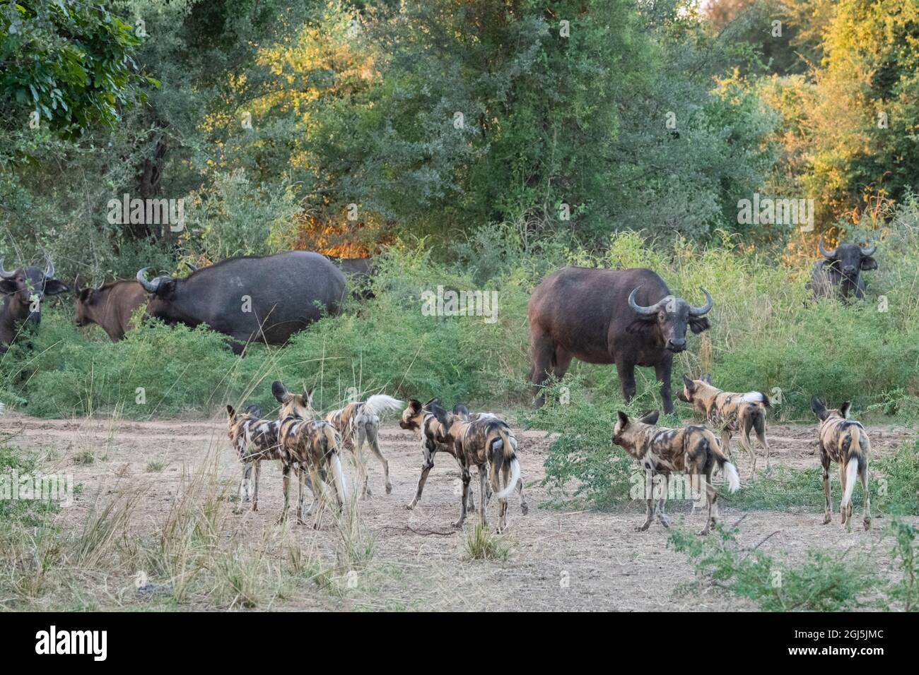 Africa, Zambia, South Luangwa National Park. Pack of African Painted Wolves, aka Painted Dogs or African Wild Dog, hunting Cape buffalo. Stock Photo