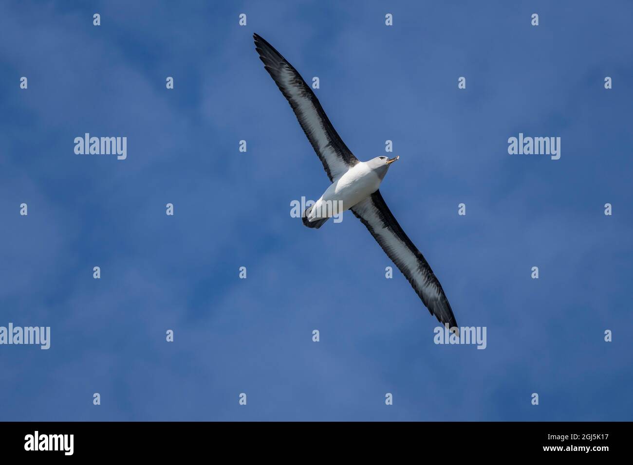 Antarctica, South Georgia Island, Elsehul Bay. Grey-headed albatross soars on air currents. Credit as: Don Grall / Jaynes Gallery / DanitaDelimont.com Stock Photo