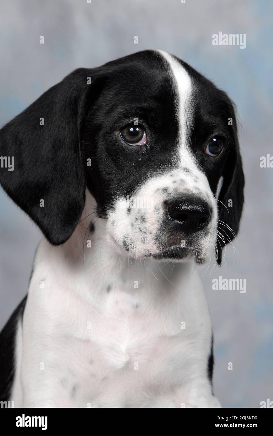 English Pointer puppy Stock Photo