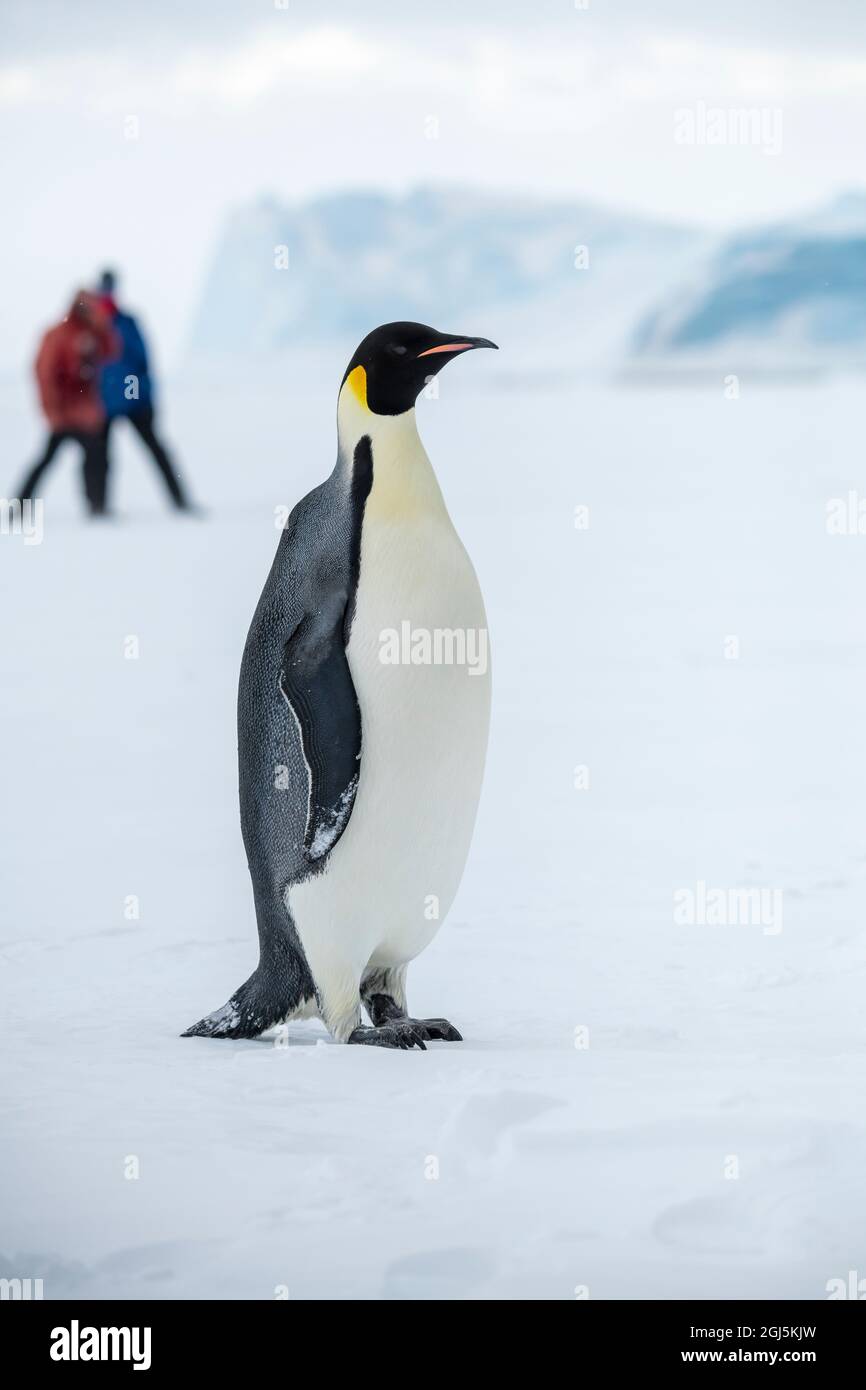 Snow Hill Island, Antarctica. Adult Emperor penguin on ice self with ecotourist observing. Stock Photo