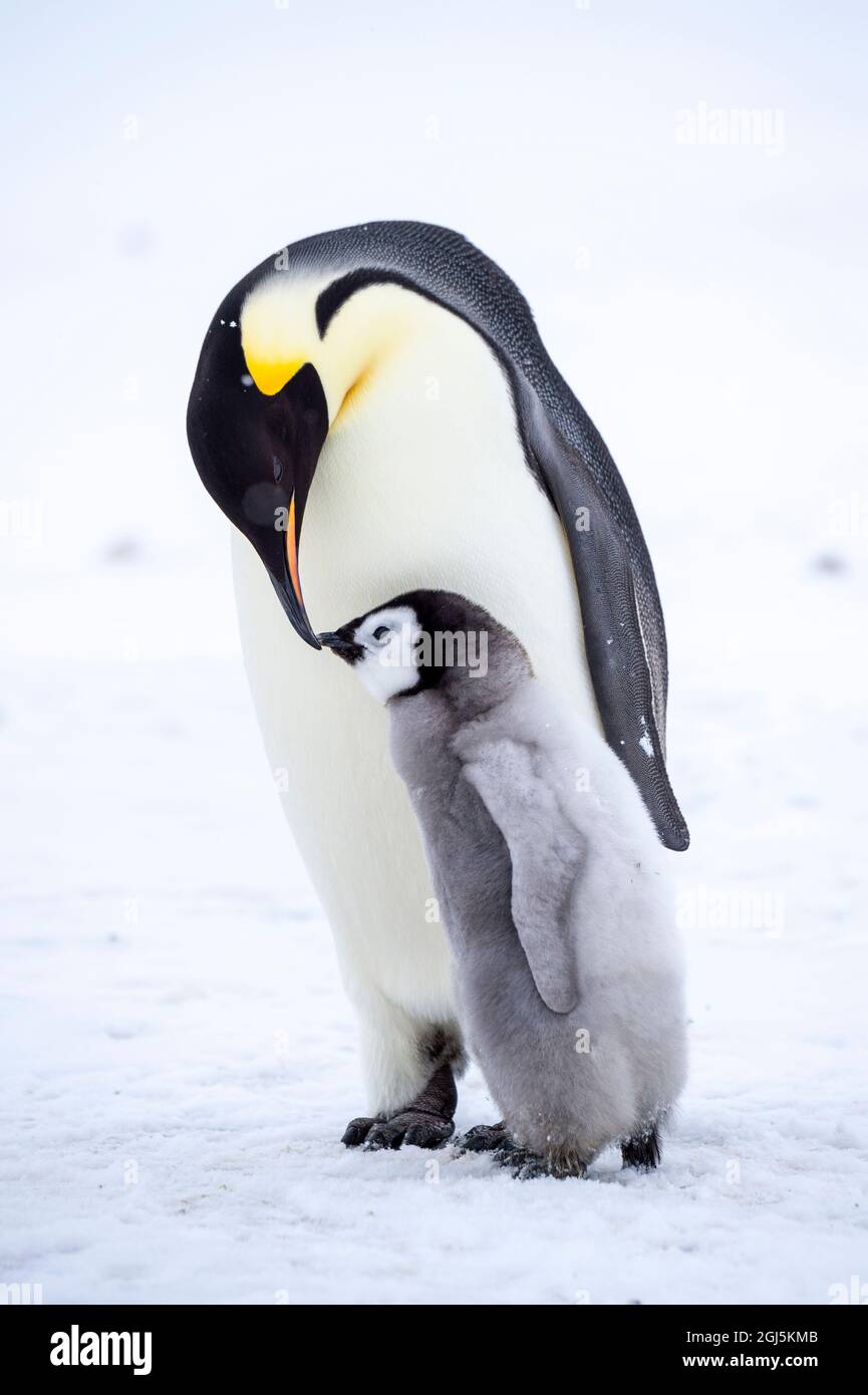 Snow Hill Island Antarctica Emperor Penguin Parent Bonding With Chick Stock Photo Alamy