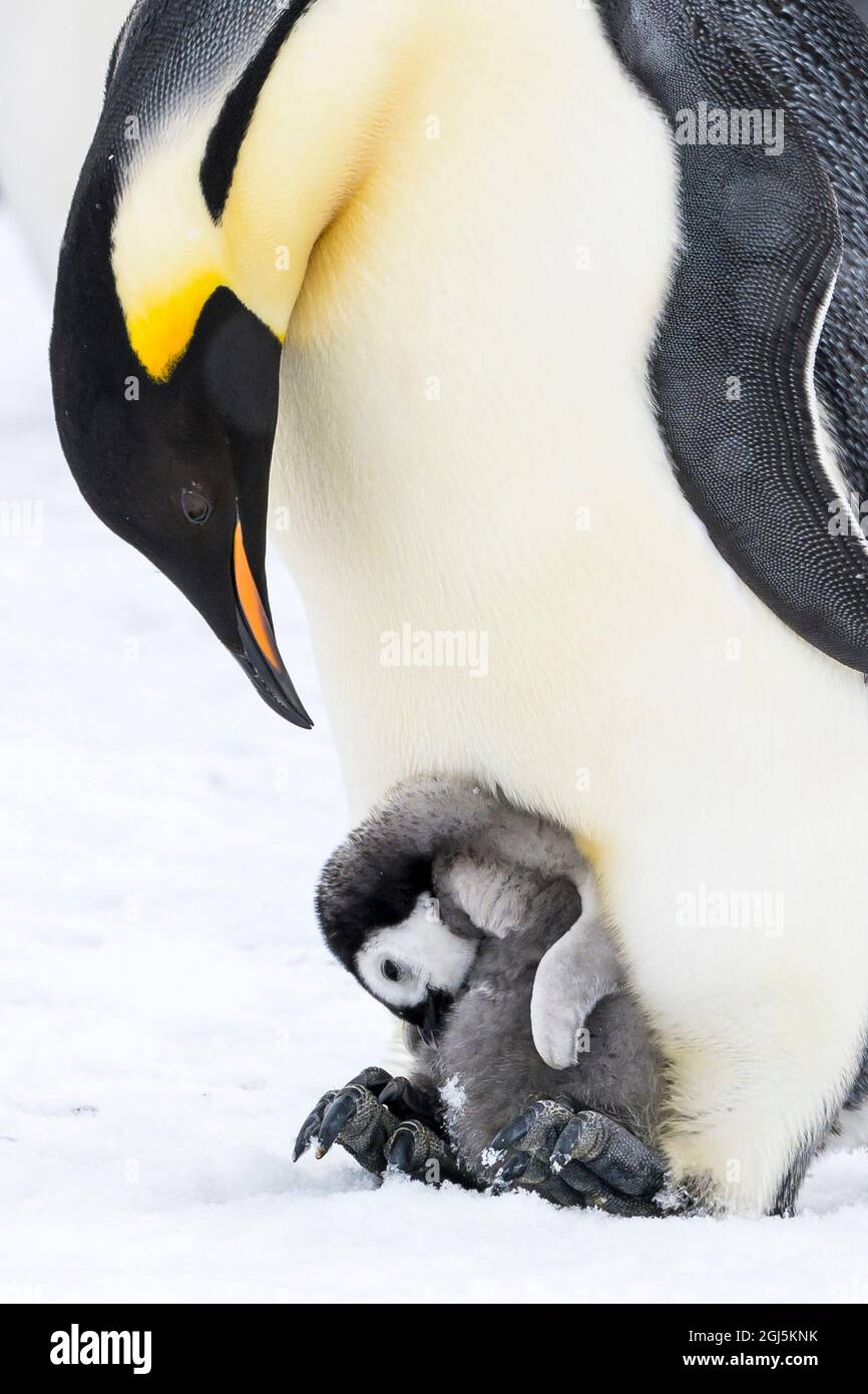 Snow Hill Island, Antarctica. Emperor penguin parent with tiny chick on  feet tucked in brood pouch Stock Photo - Alamy