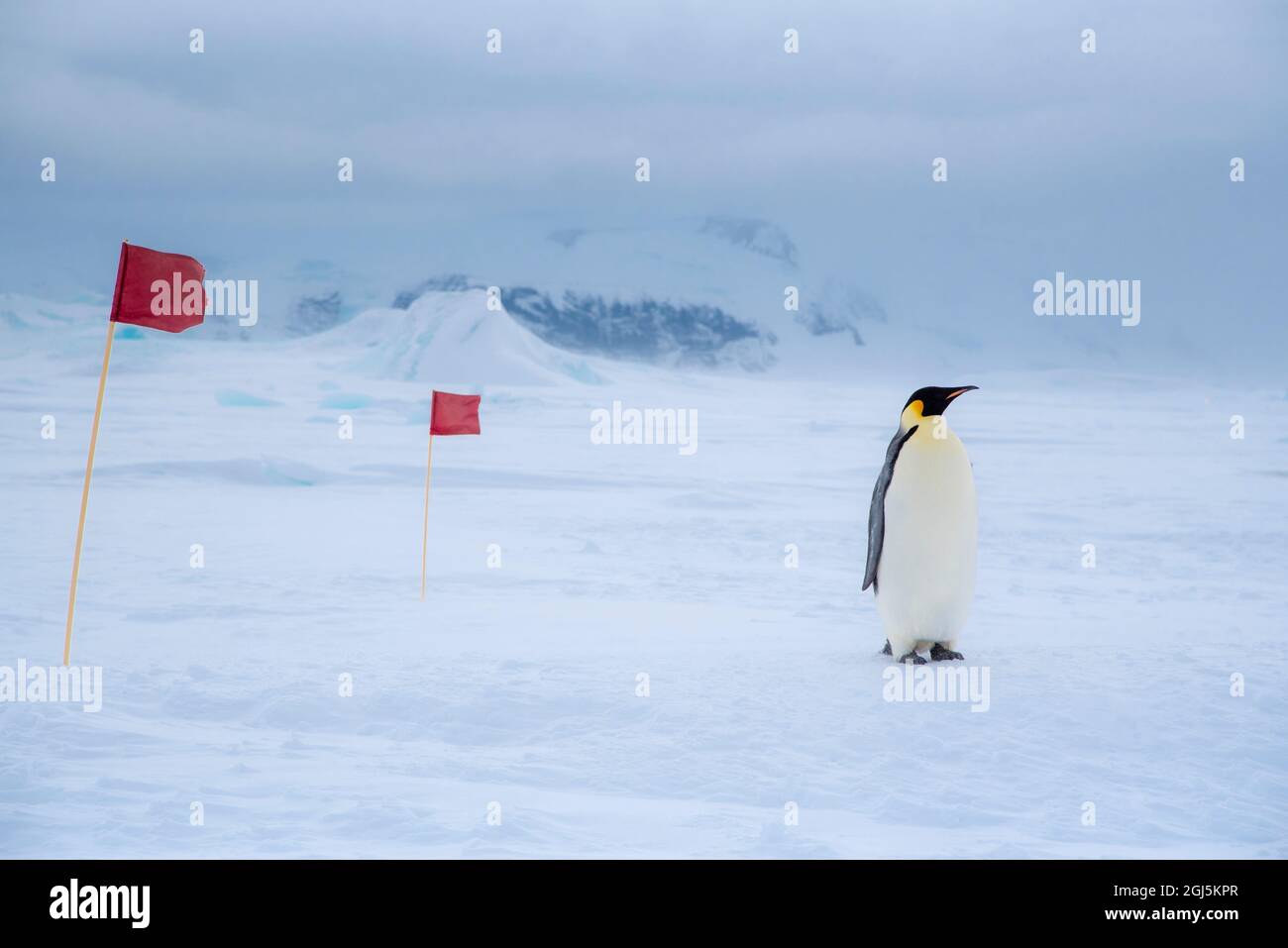 Snow Hill Island, Antarctica. Emperor penguin follows the marked hiking path as it traverses the ice towards the sea. Stock Photo