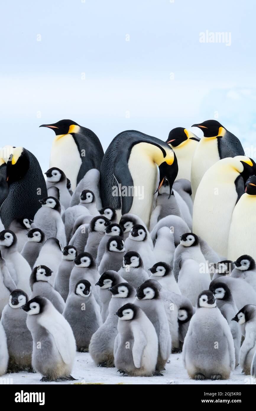 Penguins Huddle For Warmth