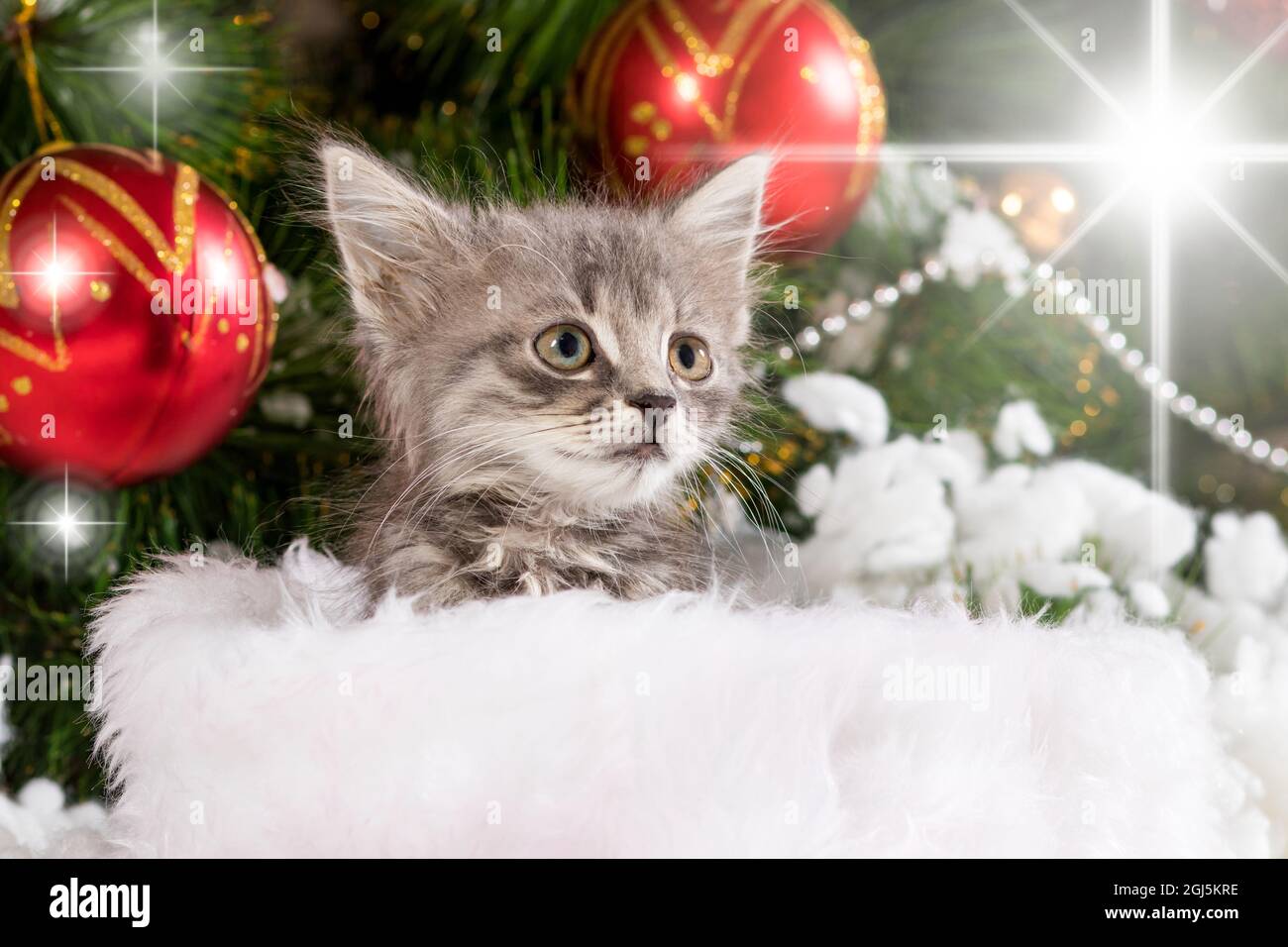 Cute gray kitten is preparing for Christmas and New Year against 
