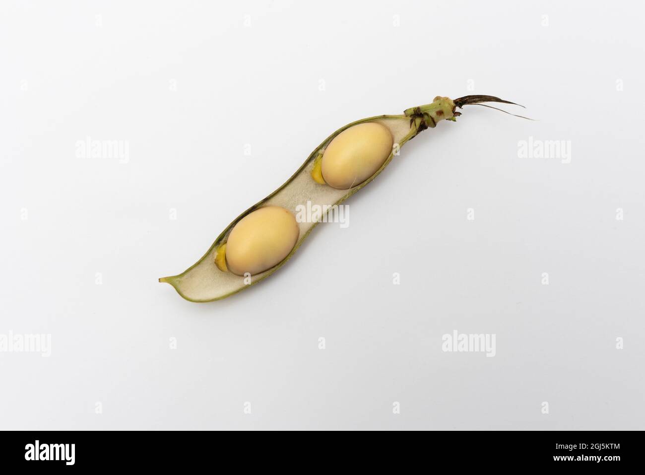 Spring Bean development stages white background Stock Photo Alamy