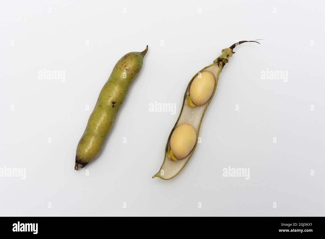 Spring Bean development stages white background Stock Photo Alamy