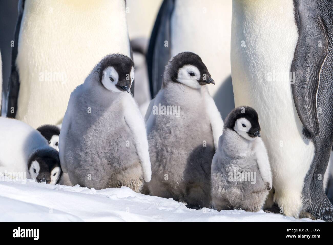 Emperor Penguin Chicks Hi res Stock Photography And Images Alamy Emperor Penguin Chicks Hi res Stock Photography And Images Alamy