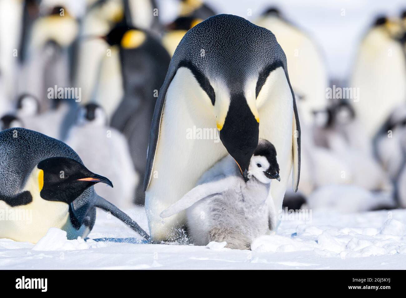 Snow Hill Island, Antarctica. Emperor penguin parent nurturing chick