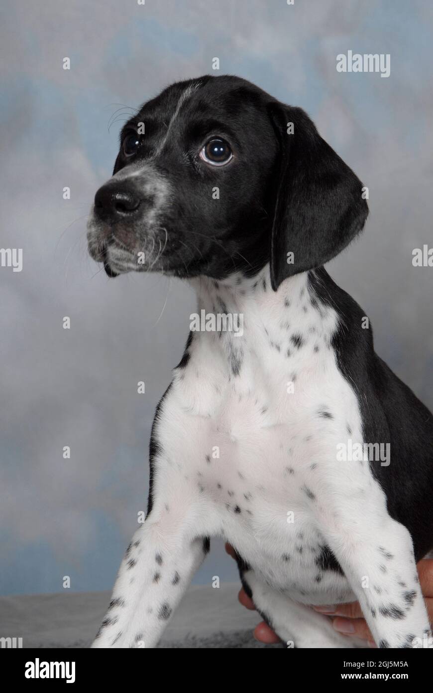 English Pointer puppy Stock Photo Alamy
