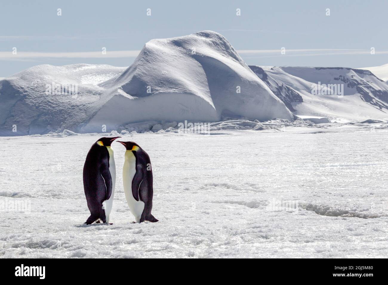 Antarctica, Snow Hill. Two emperor penguins stand together in the icy landscape. Stock Photo