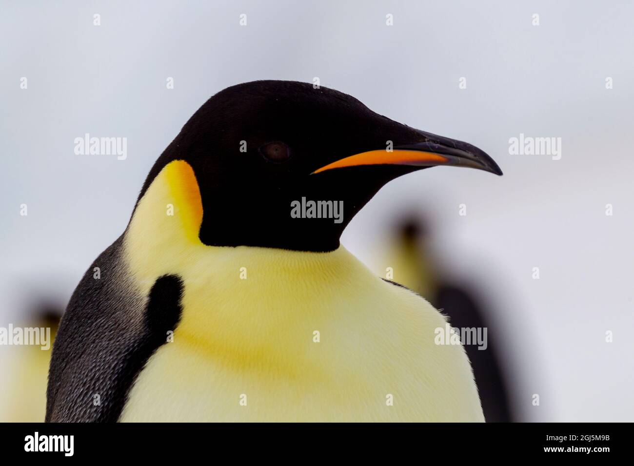Antarctica, Snow Hill. Headshot of an emperor penguin adult showing the