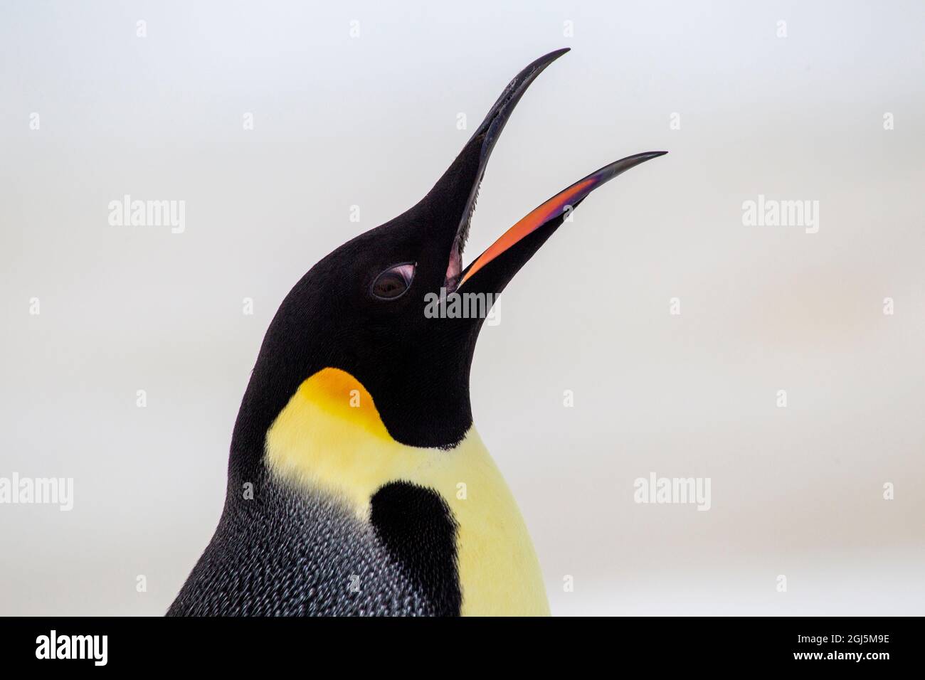 Antarctica, Snow Hill. Headshot of an emperor penguin adult vocalizing
