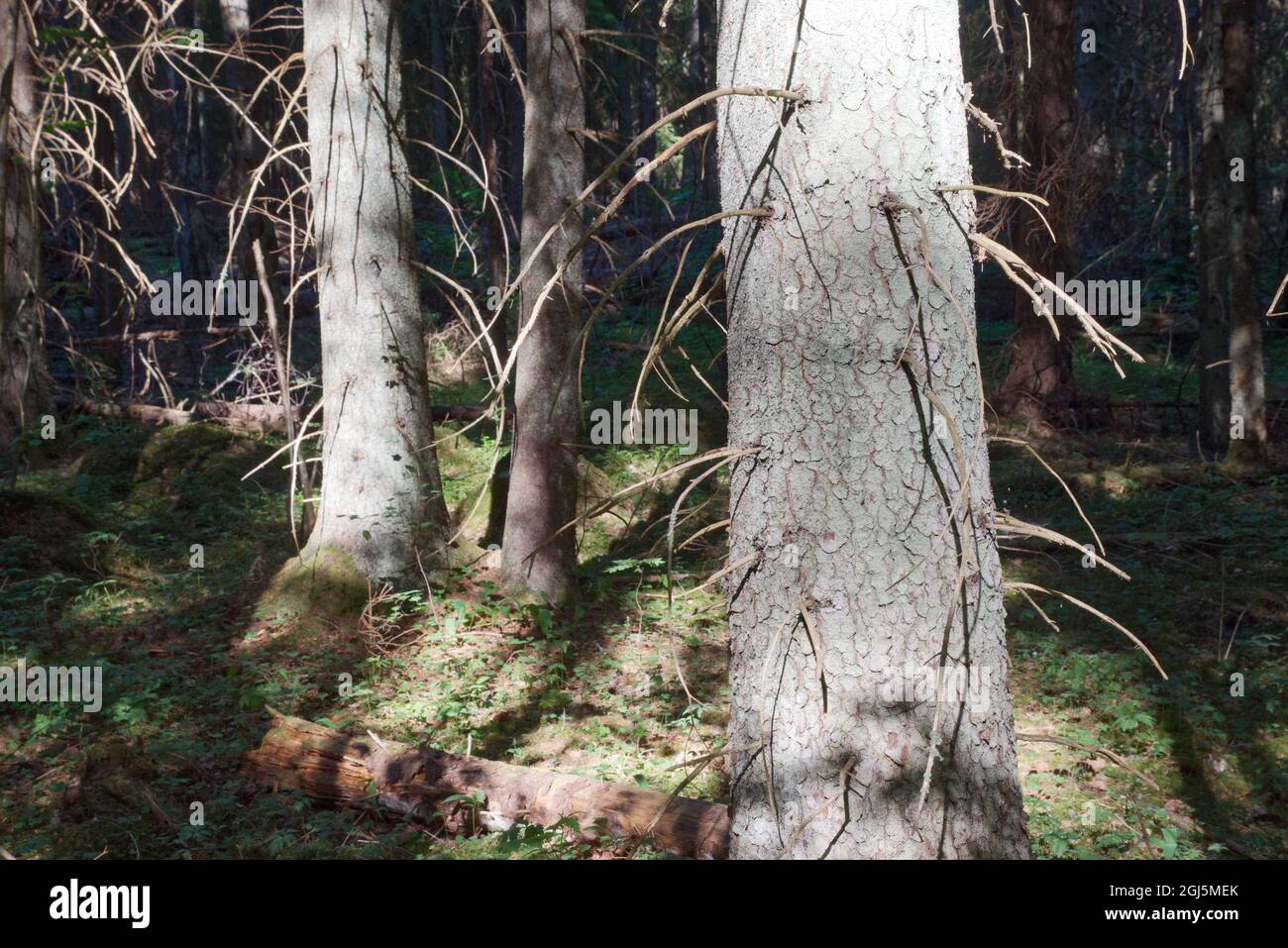 Fir tree trunks in summer forest, Finland. Stock Photo