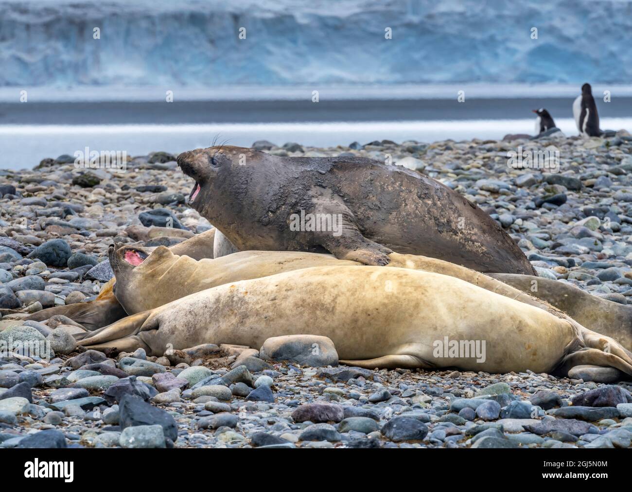 Southern Elephant Seals, Yankee Harbor, Greenwich Island, Antarctica