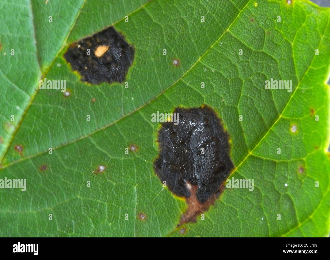 Acer Tar-spot is a common Ascomycota fungus found on the leaves of Sycamore trees. They are more prominent in late summer before leaves start to fall Stock Photo