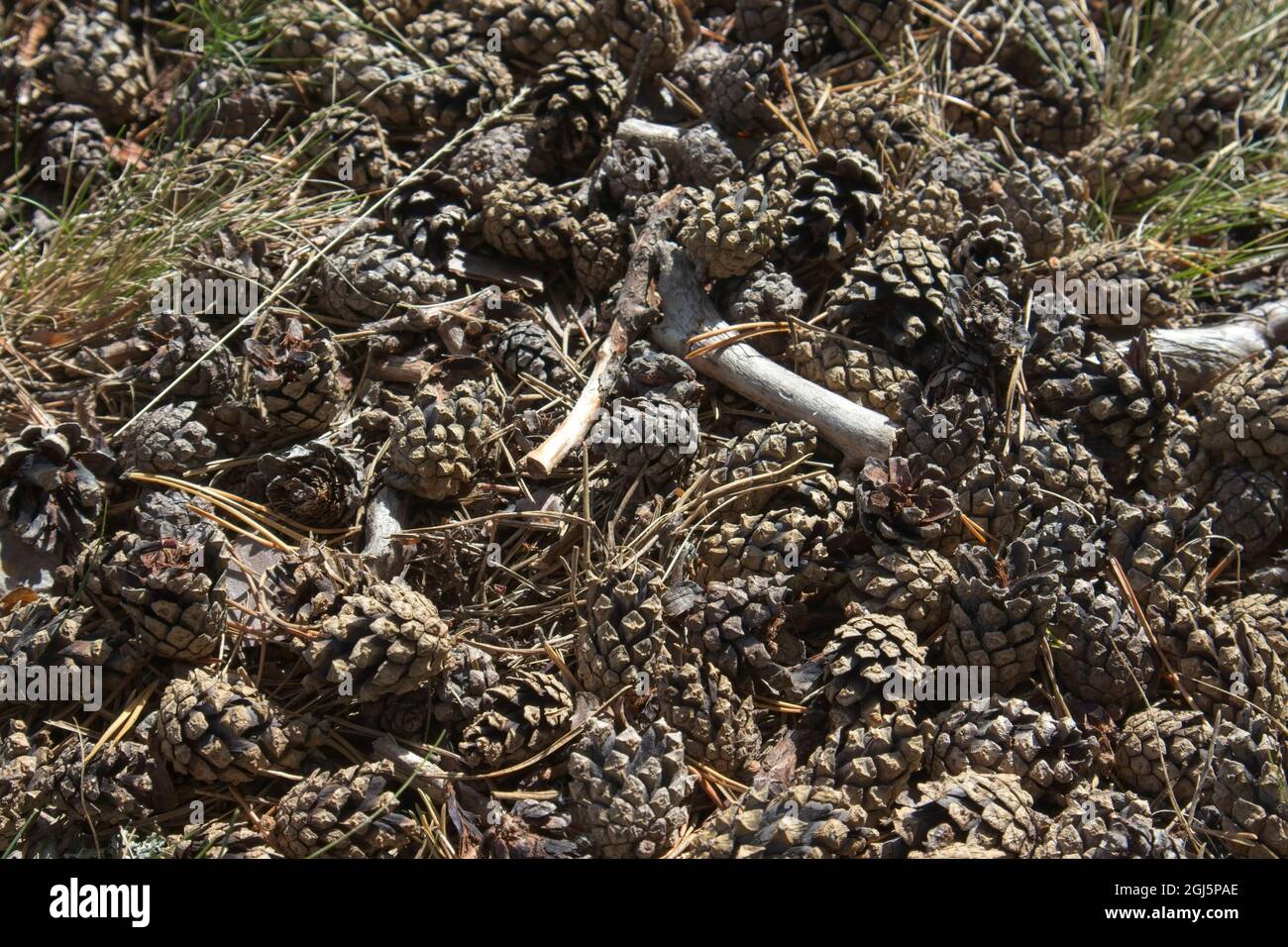 Pinus sylvestris seed hi-res stock photography and images - Alamy