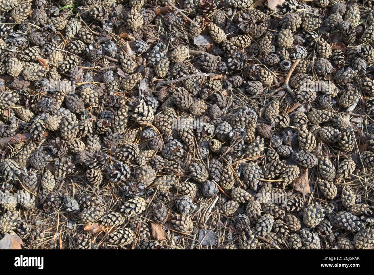 Pinus sylvestris seed hi-res stock photography and images - Alamy