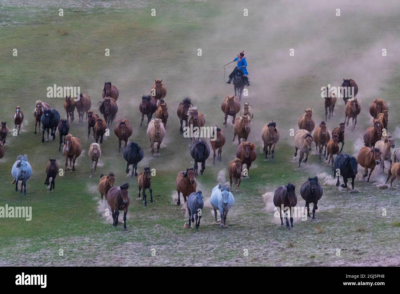 Asia, China. Mongolian horseman herding horses Stock Photo - Alamy