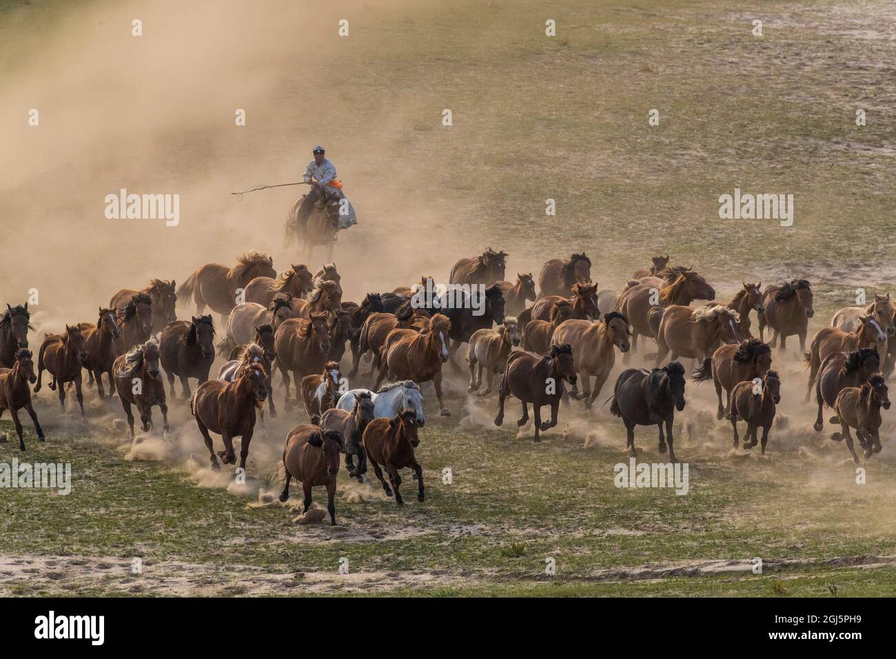 Asia, China. Mongolian horseman herding horses Stock Photo - Alamy
