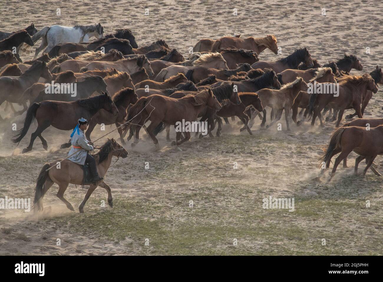 Asia, China. Mongolian horseman herding horses Stock Photo - Alamy