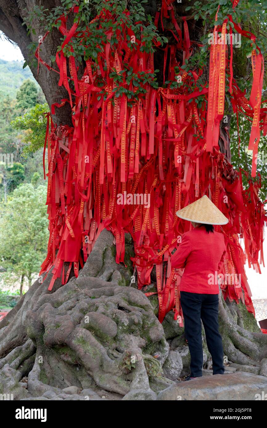 Sacred Chinese Tree