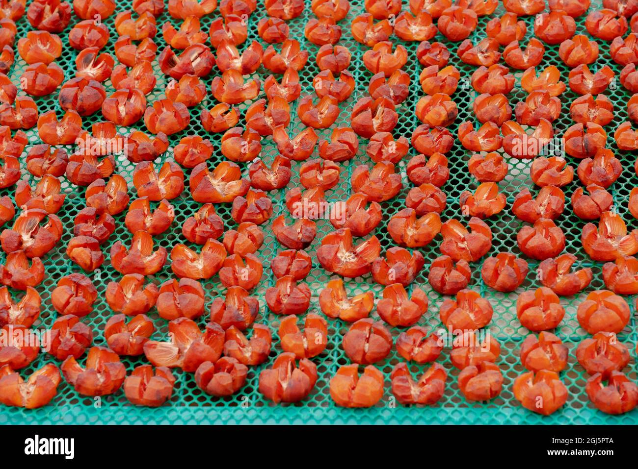 China, Fujian Province, Yongding County, Yongding Tulou. Persimmons are drying on a rack. Stock Photo