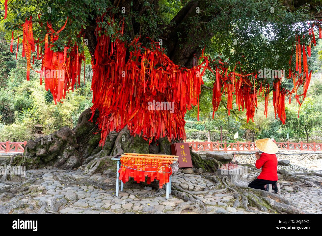 Sacred Chinese Tree