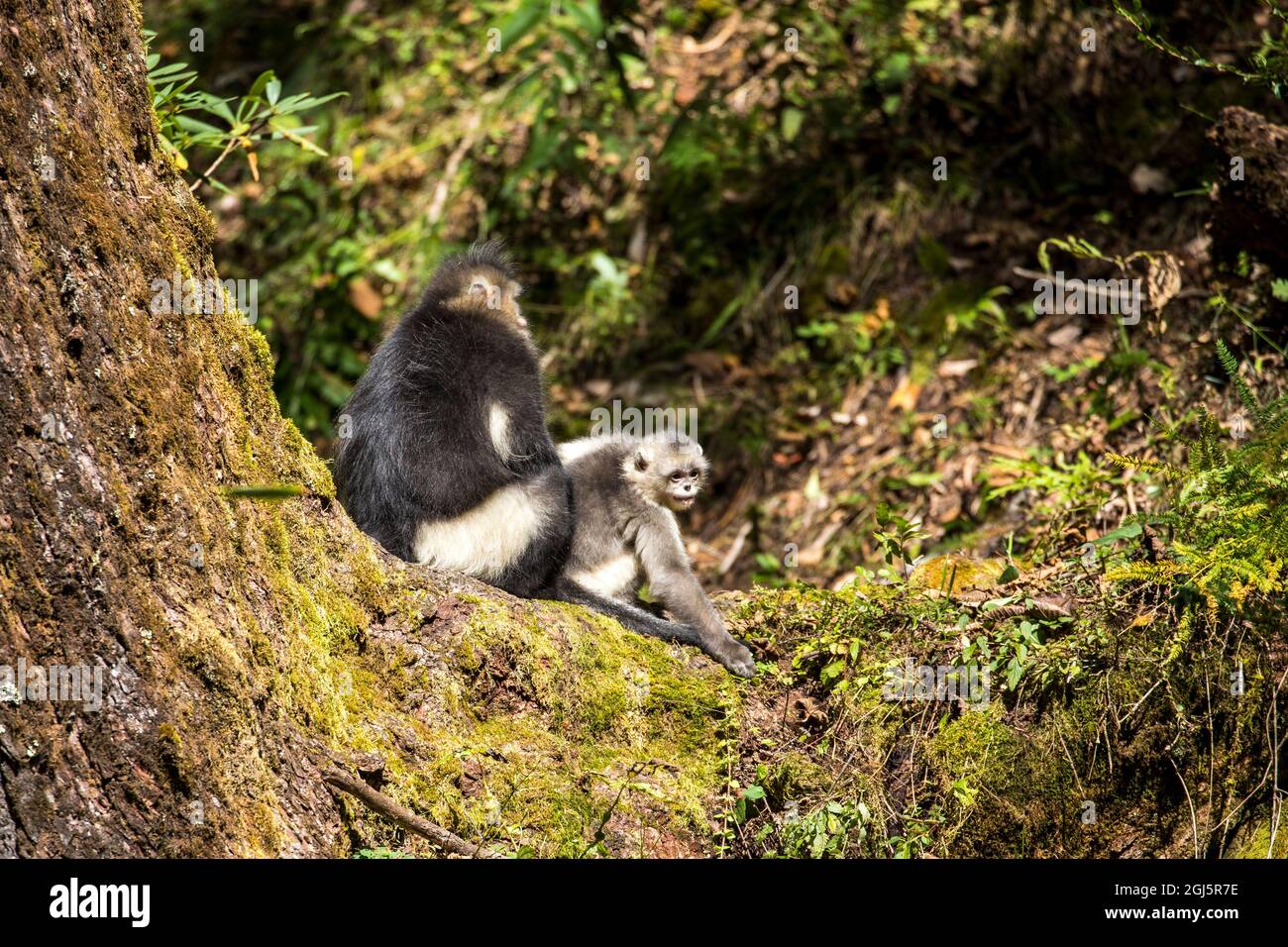 Asia, China, Tacheng, Yunnan Black Snub-Nosed monkeys, Adult and Young Stock Photo