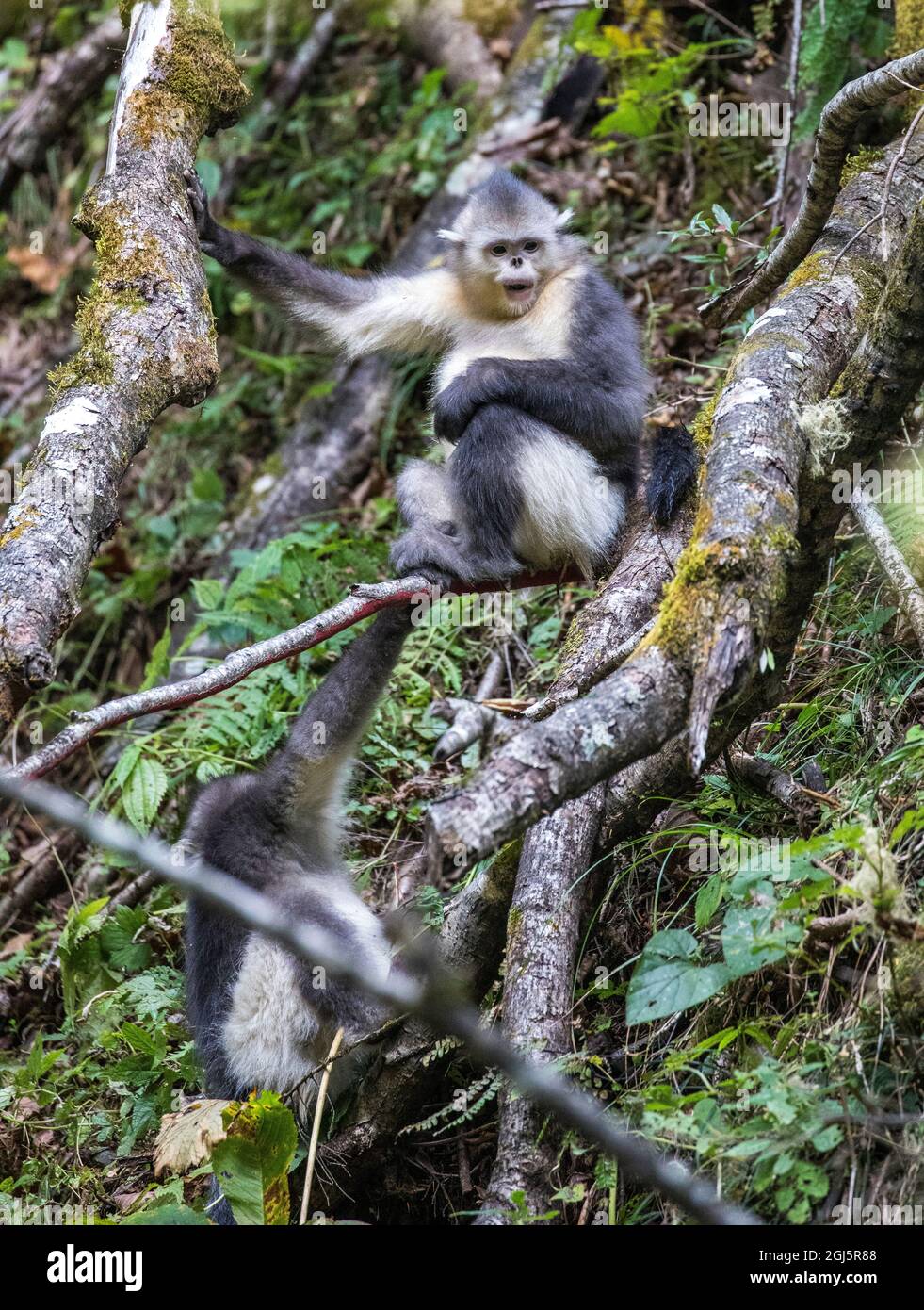 Asia, China, Tacheng, Yunnan Black Snub-Nosed monkeys in a Tree Stock Photo