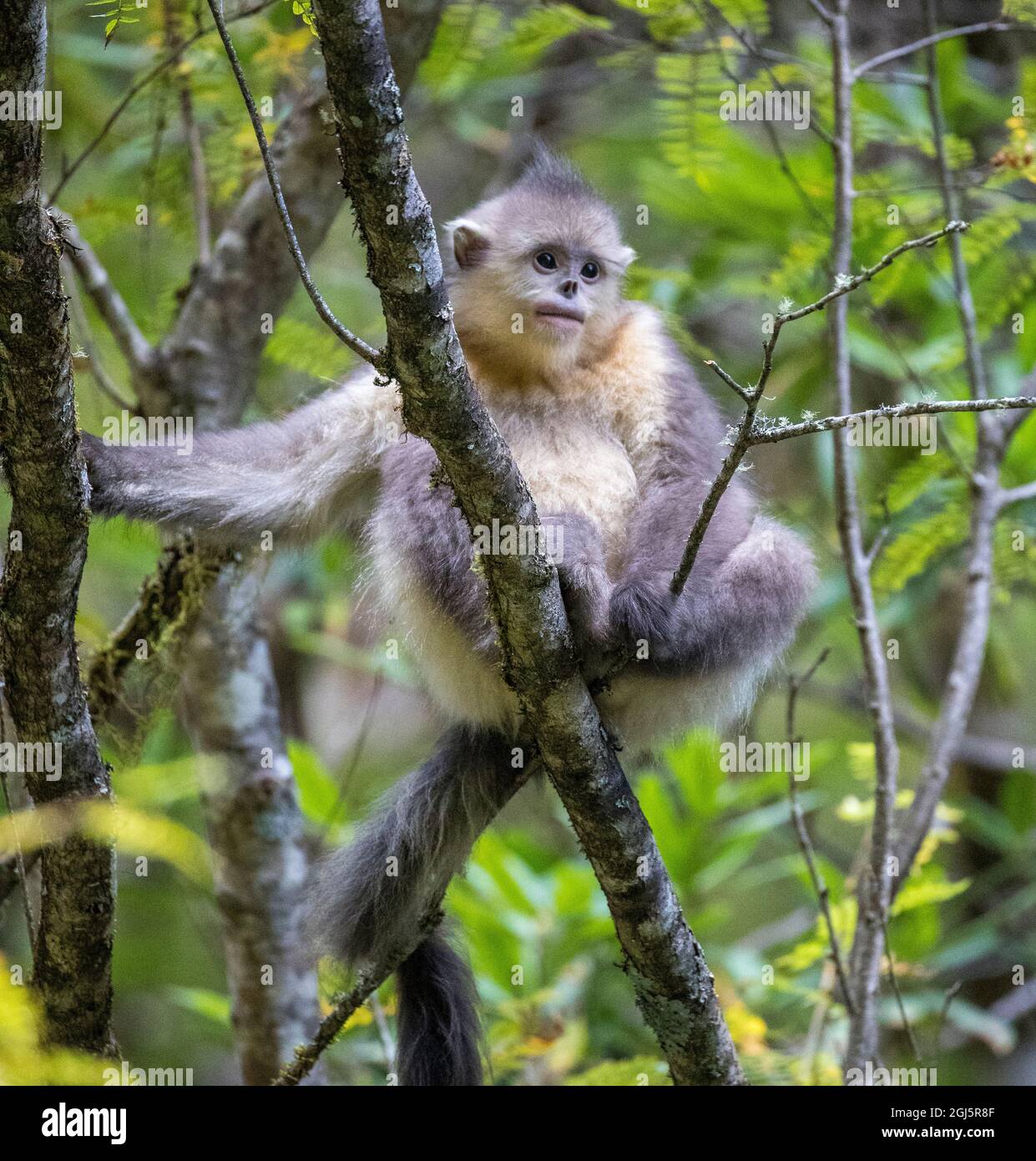 Asia, China, Tacheng, Young Yunnan Black Snub-Nosed Monkey Stock Photo