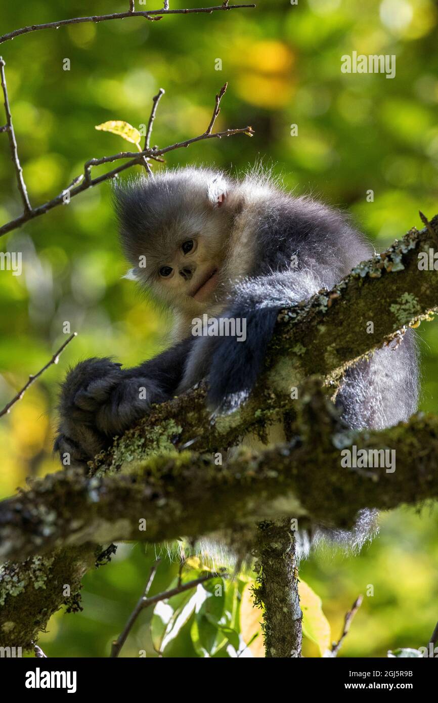 Asia, China, Tacheng, Yunnan Black Snub-Nosed Monkey Stock Photo