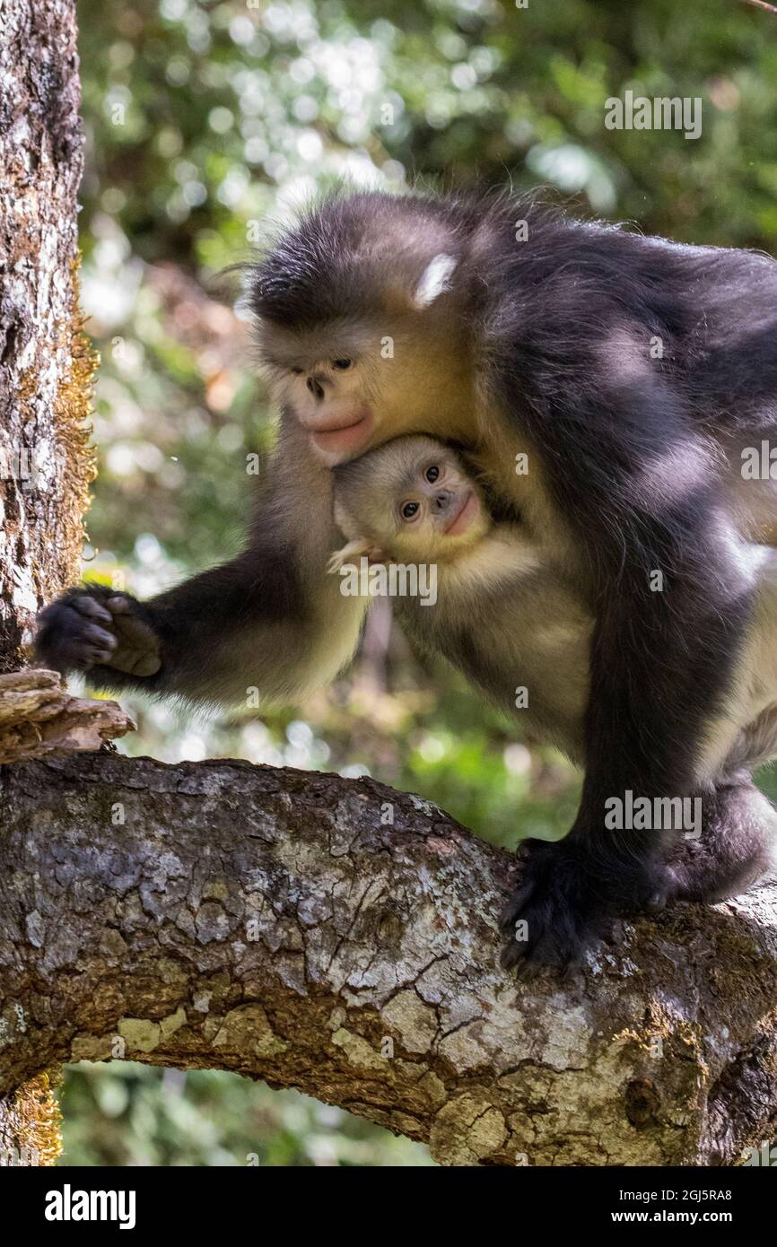 Asia, China, Tacheng, Yunnan Black Snub-Nosed monkeys, Adult and Young Stock Photo