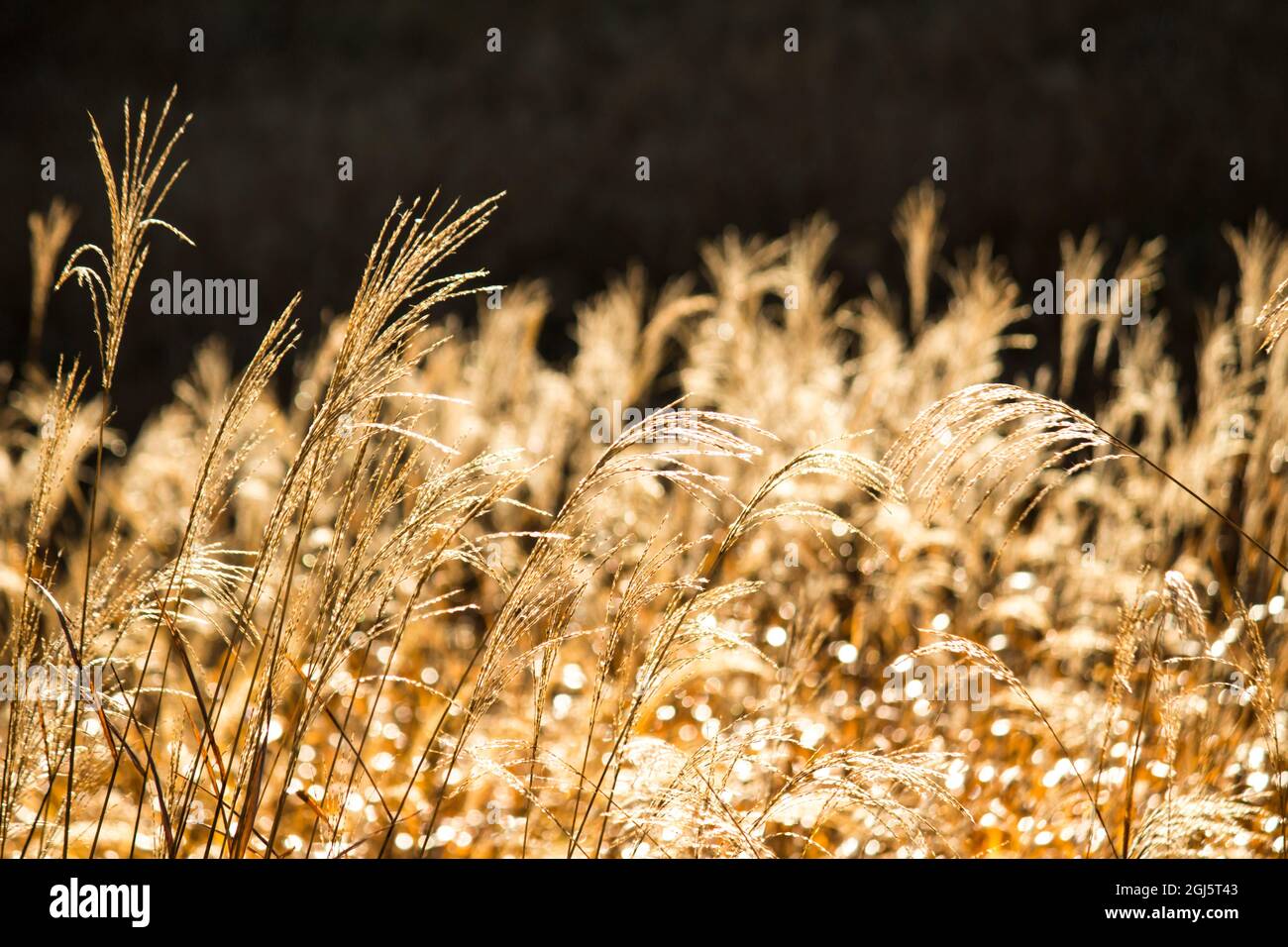 Japanese pampas grass grassland that shines golden in the morning sun Stock Photo