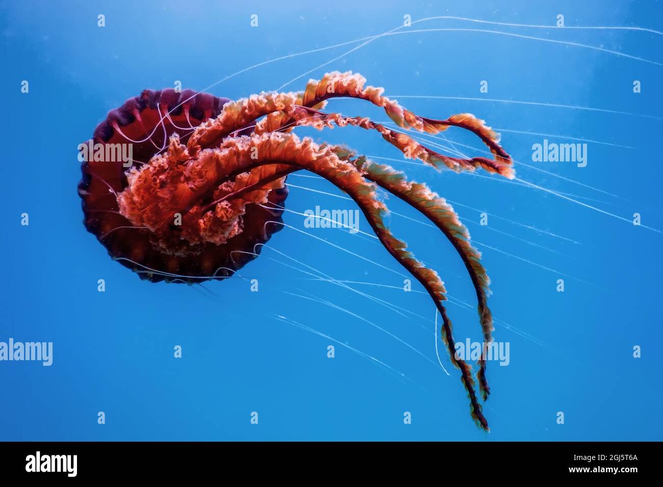 Red jellyfish dancing in the blue ocean water, compass jellyfish