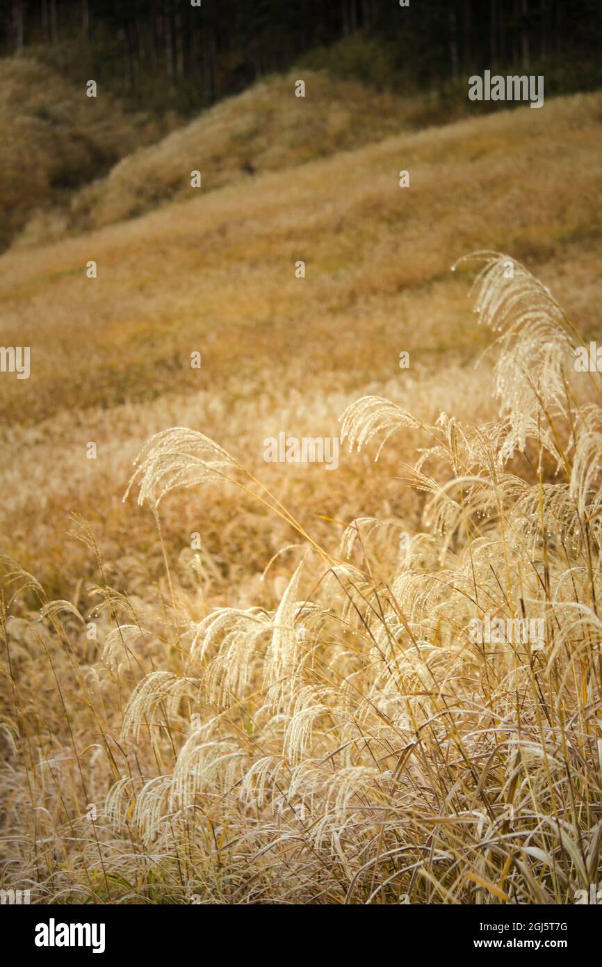 Scenery of Miscanthus grassland in Hakone Sengokuhara in the morning Stock Photo