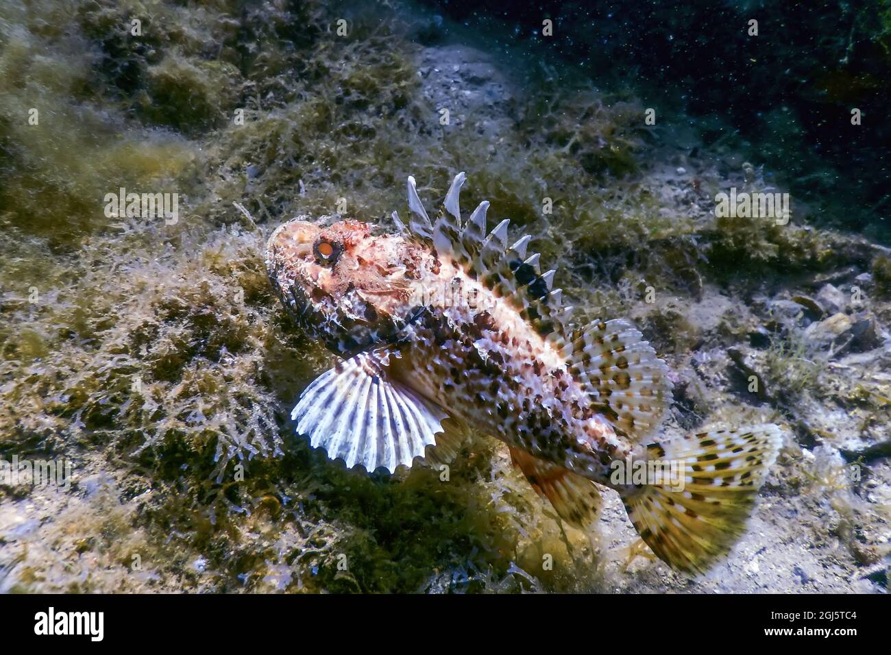 Scorpion Fish Underwater Underwater Life. Scorpionfish (Scorpaena notata) Wildlife Stock Photo