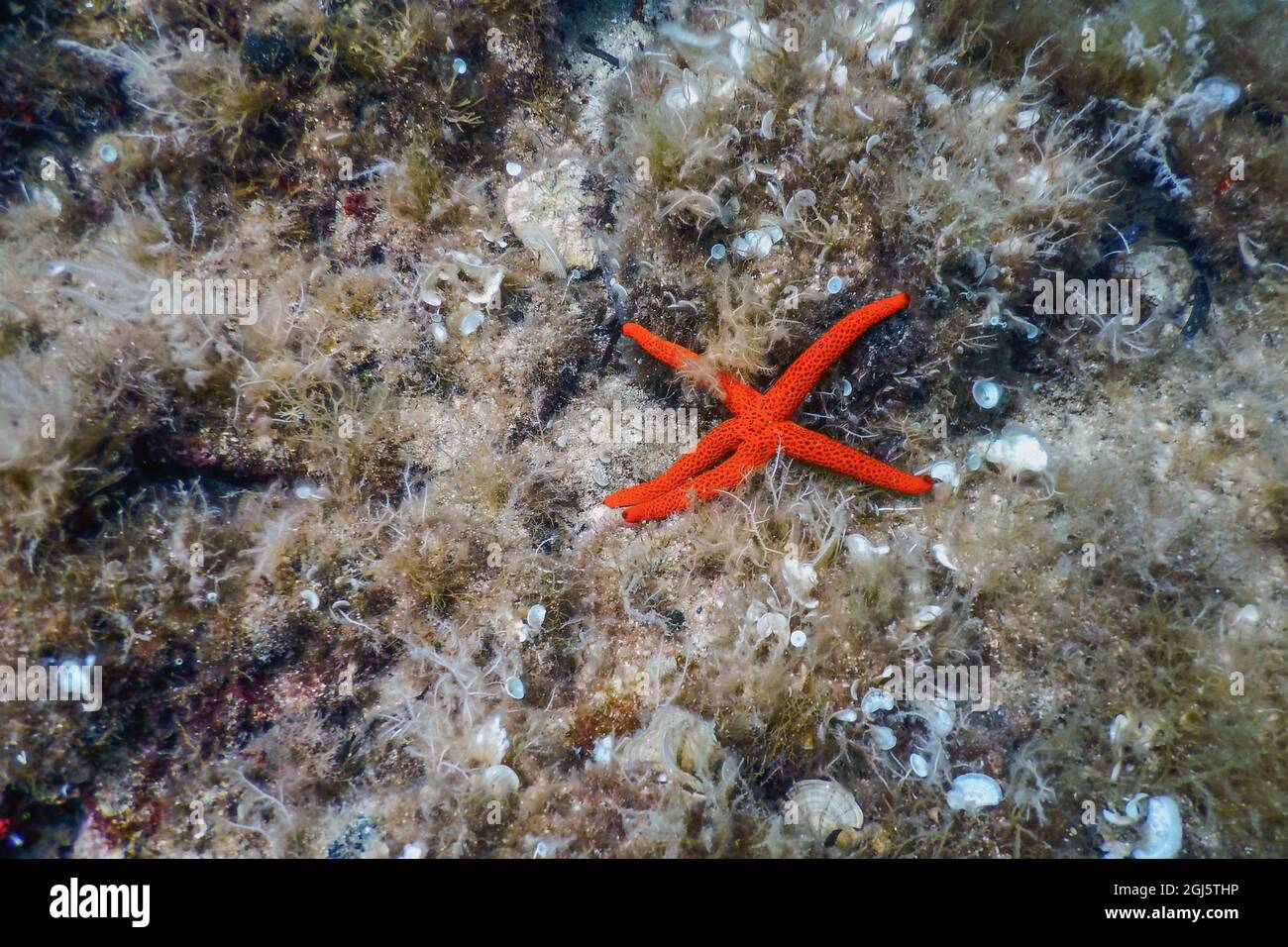 Red Starfish on the SeaFloor (Echinaster sepositus) Underwater wildlife Stock Photo