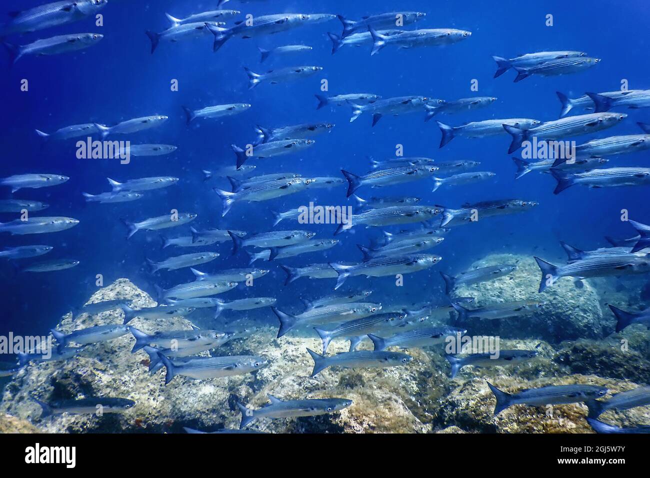 Fish School Underwater, Fish underwater background (Mugil cephalus) Flathead grey mullet Stock Photo