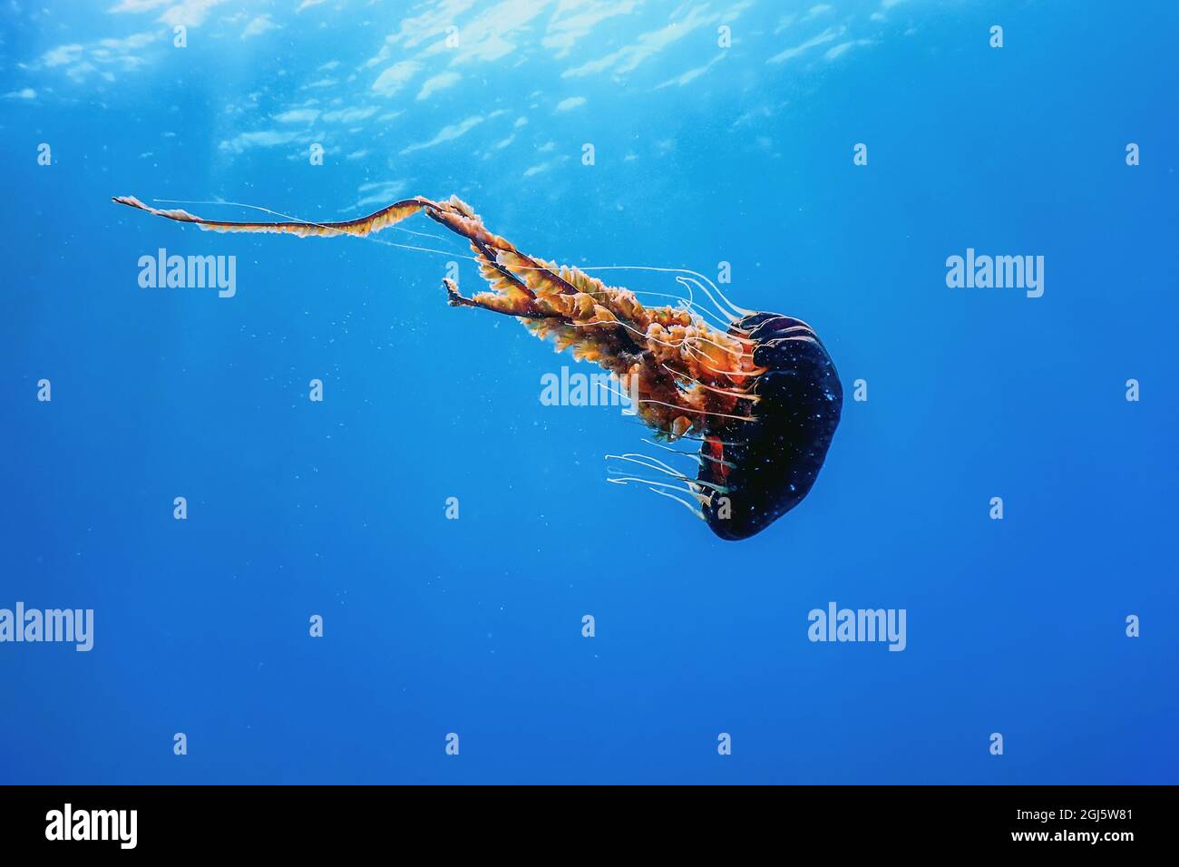 Red jellyfish dancing in the blue ocean water, compass jellyfish