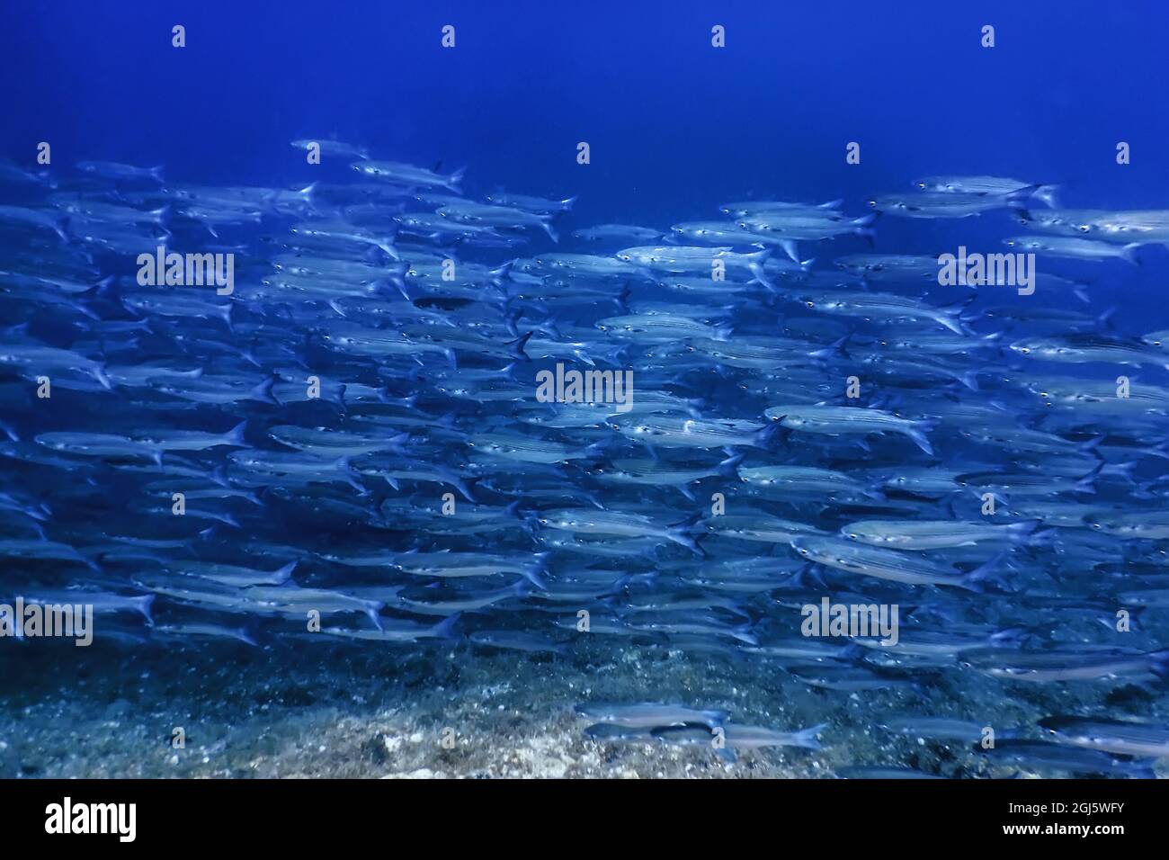 Fish School Underwater, Fish underwater background (Mugil cephalus) Flathead grey mullet Stock Photo