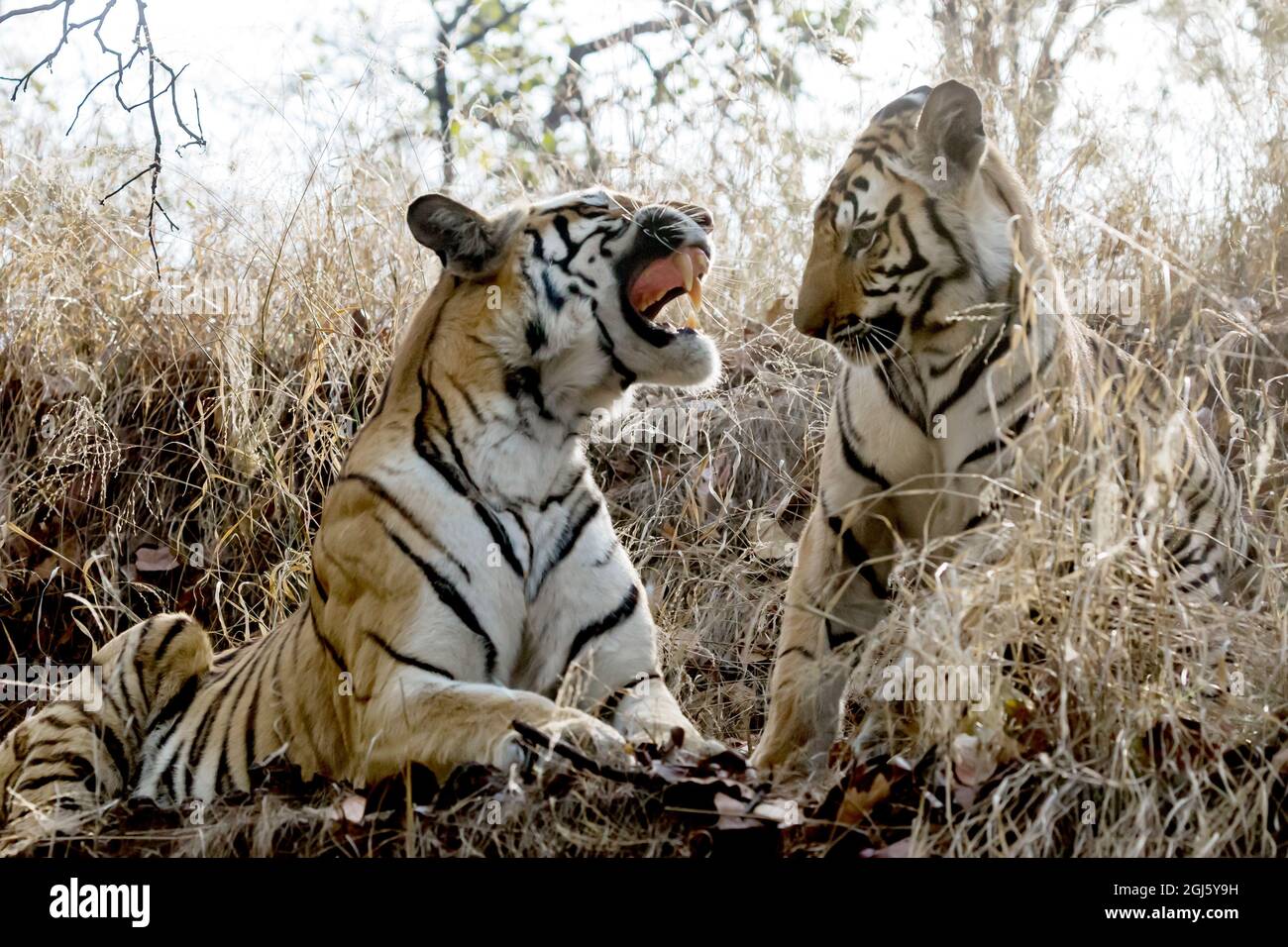 India, Madhya Pradesh, Bandhavgarh National Park. A tigress snarls at her cub. Stock Photo